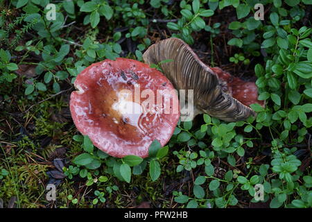 Deux champignons sauvages poussant dans la forêt la Laponie, Finlande Banque D'Images