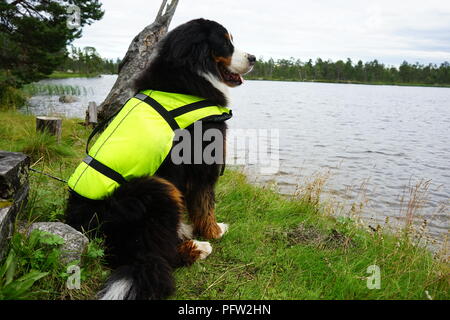 Bernois portant un gilet jaune assis par le lac Inari en Laponie, Finlande Banque D'Images