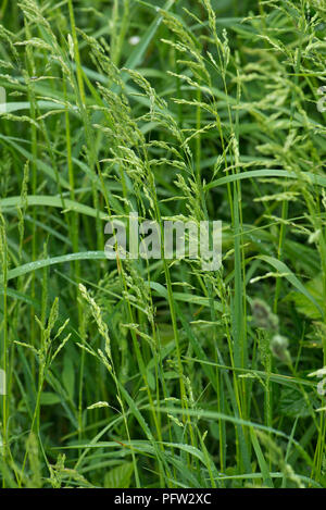 Smooth meadow-grass, Poa pratensis, la floraison dans un pâturage, Berkshire, England, UK, Mai Banque D'Images