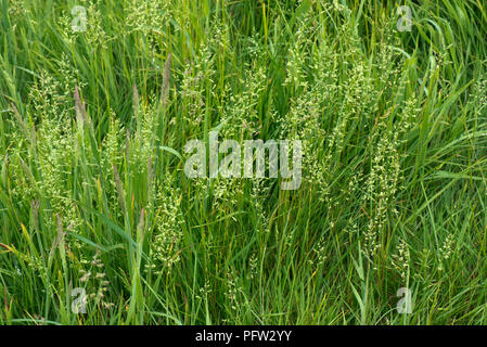 Smooth meadow-grass, Poa pratensis, la floraison dans un pâturage, Berkshire, England, UK, Mai Banque D'Images