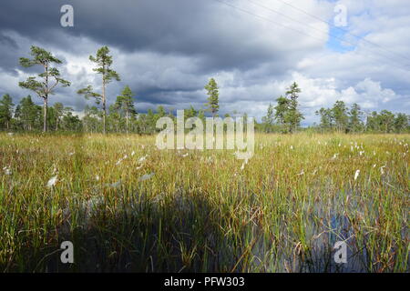 Lac avec des plantes et arbres en arrière-plan, la Laponie, Finlande Banque D'Images