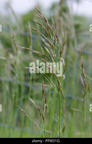 False Oat-grass ou d'oignon, de la table, les pics de floraison Arrhenatherum elatius sur de hautes graminées vivaces, Berkshire, juin Banque D'Images