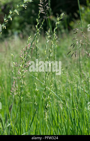 Ray-grass anglais, Loilium sp., la floraison de l'herbe de pâturage dans les inflorescences avec d'autres graminées, Berkshire, juin Banque D'Images