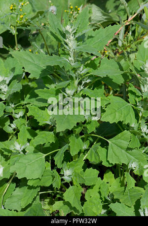 Fat hen ou amarante, Chenopodium album, semer à l'extension de la tige avec les premiers boutons de fleurs, Berkshire, juin Banque D'Images