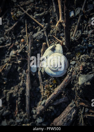 Vide blanc coquille d'escargot sur le terrain Banque D'Images