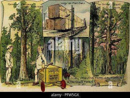 Illustration couleur illustrant plusieurs images de Californie's Sequoia parc, y compris les "General Sherman, ' 'l'ours Grizzly, le géant ' 'Mariposa Grove, ' et 'Journaux abattus sur wagons plats' d'être transporté loin, avec les personnages du même nom, vêtus de blanc et convient près d'un wagon 'publicité Berry Brothers vernis, ' de la children's volume "voir l'Amérique d'abord : avec le Berry Brothers, ' écrit par Eleanor Colby, et illustré par FW Pfeiffer, 1917. Avec la permission de Internet Archive. () Banque D'Images