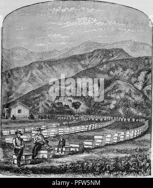 Tirage d'époque en noir et blanc représentant deux hommes et un garçon assis sur des ruches, avec de longues rangées de ruches qui remonte vers une petite maison en bois à gauche plan intermédiaire, et avec des montagnes se dessinent dans l'arrière-plan, situé en Californie, et publié dans William Makepeace Thayer's 'Marvels volume du nouvel Ouest', 1887. Avec la permission de Internet Archive. () Banque D'Images