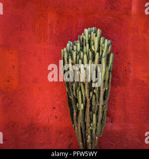 Cactus vert sur rouge textured wall Banque D'Images