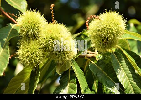 Les branches d'arbre vert marrons fermer à l'arrière-plan naturel Banque D'Images