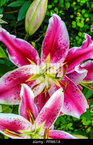 Lys orientaux, Lilium 'After Eight', fleurs de lys orientaux Banque D'Images