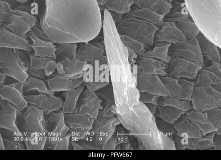 Surface morphologique ultrastructurales caractéristiques d'une bractée '" d'une fleur de cornouiller (Cornus florida), révélé dans le 1891x amplifiés en microscopie électronique à balayage (MEB) de droit, 2006. Image courtoisie Centres for Disease Control (CDC) / Janice Haney Carr. () Banque D'Images