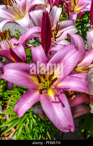 Lys Oriental, Lilium ' ' Space Mountain, lys Oriental Banque D'Images