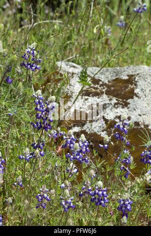 Sky Le lupin (Lupinus nanus) en pleine floraison en face de rochers dans un pré près de Bass Lake, Californie Banque D'Images