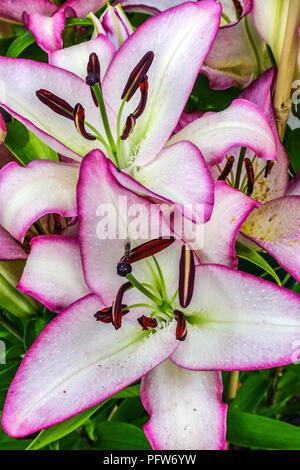 Fleur de lys oriental, Lilium 'The Edge', lys orientaux, Lilium oriental fleurs blanches Banque D'Images