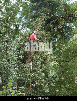 Tree Surgeon mâle debout sur une branche d'un grand arbre. Banque D'Images