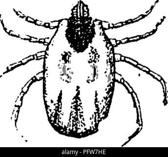 . Un manuel pour l'étude des insectes. Les insectes. Les INSECTES ET LEURS PROCHES PARENTS. 43 lignes fines, transverse, qui sont si ii 'enfoncé, afin d'apparaître Hke les divisions entre segments minute (Fig. 52). La majorité d'acariens sont très petits ; mais certains, comme les tiques, certaines sont de taille considérable. À l'exception d'un seul des membres de la famille qui produisent des jeunes, tous les mi ^s sont produites à partir d'oeufs. En règle générale, les acariens nouvellement éclos n'ont que trois paires de pattes ; mais une quatrième paire sont ajoutés au cours de la croissance. Dans PkytoptuSj qui infeste les plantes, il n'y a que deux paires de jambes. Le mode de Banque D'Images