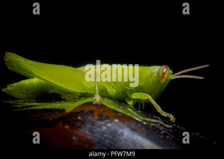 Sauterelle verte sur l'herbe verte sur fond flou de canne, macro photographie close up grasshopper Banque D'Images