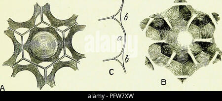Ce traité offre un regard complet sur l'anatomie, la physiologie et le comportement des abeilles. Il explore les aspects scientifiques et pratiques de l'apiculture, y compris la relation entre les abeilles et les fleurs, la gestion des ruches et les avantages économiques des produits apicoles tels que le miel et la cire. Banque D'Images