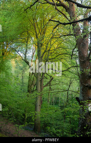 Bois de hêtre brille dans un coucher de soleil de printemps près de Plymouth. Jenkins Woods est sillonnée par de nombreuses sentiers de randonnée et pistes cyclables. Banque D'Images