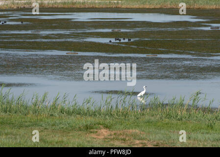 Une aigrette dans les marais Banque D'Images