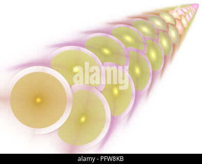 Série des particules élémentaires. Interaction des formes fractales abstraites sur l'objet de la physique nucléaire. La collision des particules élémentaires. Interaction Banque D'Images
