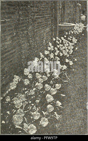 . La chalp bulbes et plantes : automne 1921. Les catalogues de graines de fleurs, graines (plantes) ; catalogues de pépinières (Horticulture) ; les plantes ornementales, les Catalogues Catalogues. CURRIE BROS. CO., 1921, catalogue de l'automne. Seule la fin de la floraison ou tulipes Cottage un mag-nificent catégorie de la fin de la floraison des tulipes,-- à venir dans la fleur à la fin de mai. Ils sont beaucoup plus que sho-wy les variétés précoces, à cause de leur brillant colorants et Flo wer-tiges, et rester en fleurs pendant une longue période. Chaque douz. 100 Bouton rt'ou-pur yello-w, très fine (par 1000 32,00 $) . .J" 9,07 .f .C5 4,2." Elega Banque D'Images