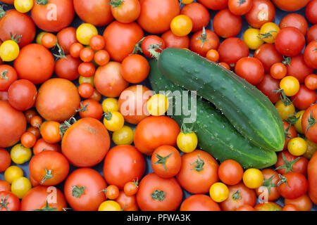 Lycopersicon esculentum et Cucumis sativus. Les tomates et le concombre "arketmore'. Banque D'Images