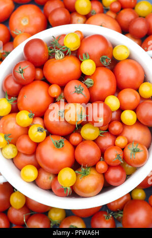Lycopersicon esculentum. Les tomates dans une passoire. Banque D'Images