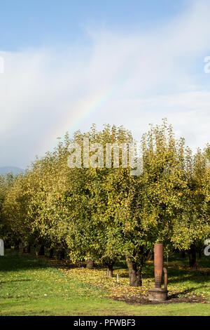 Hood River, Oregon, USA. Un smudge pot (aussi connu comme une choofa verger ou chauffage), d'un périphérique de gravure utilisé pour empêcher le givre sur les arbres fruitiers, sur une ra Banque D'Images