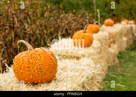 Hood River, Oregon, USA. Warty Orange pumpkins reposant sur les balles de foin pour décoration d'Halloween. Banque D'Images