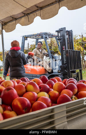 Hood River, Oregon, USA. Femme pose une question d'un conducteur de chariot élévateur sur un jour de pluie à un stand de fruits. (Pour un usage éditorial uniquement) Banque D'Images