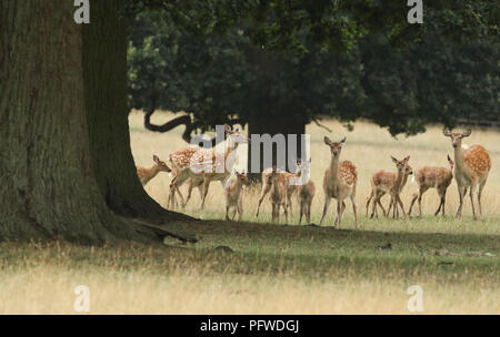 Un troupeau de biches avec leurs bébés ou cerf Sika de Manchourie Dybowski's le cerf sika (Cervus nippon ou mantchuricus Cervus nippon dybowskii) paissant dans un m Banque D'Images