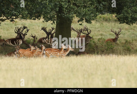 Un groupe d'exécution mandchou cerf Sika ou Dybowski's le cerf sika (Cervus nippon ou mantchuricus Cervus nippon dybowskii). Un groupe de Red Deer au repos . Banque D'Images