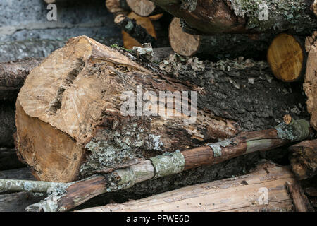 Couper du bois pour combustible, Close up Banque D'Images