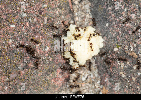 Groupe de fourmis mange du pain Banque D'Images