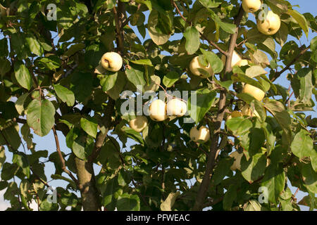 Grande branche plein de pomme fruit, Close up Banque D'Images