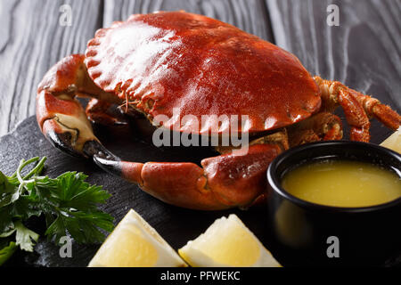 Comestibles cuits crabe brun servi avec du beurre fondu, de citron et de persil gros plan sur un fond noir. Banque D'Images