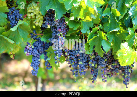 Close-up de grappes de raisins rouges immatures sur vigne, selective focus. Vignoble de raisin. Banque D'Images