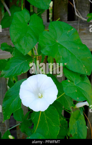 Fleur blanche de la couverture le liseron Calystegia sepium poussant dans un jardin à zala county hongrie Banque D'Images