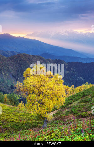 Bouleau jaune avec des feuilles dans les montagnes. Paysage d'automne au lever du soleil. Un beau rayon de soleil sur les sommets. Le traitement des photographies d'art, colo Banque D'Images