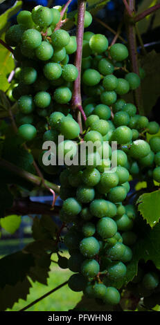 Gouttelettes d'humidité sur les raisins qui mûrissent sur la vigne Banque D'Images