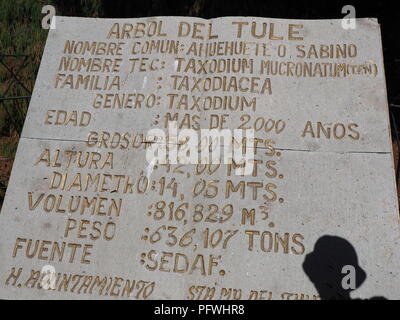 Plaque de pierre révèle Montezuma cypress tree mesures à Santa Maria del Tule city au Mexique avec ombre Banque D'Images