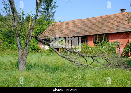 Ancienne grange dans un jardin luxuriant avec des arbres morts zala hongrie Banque D'Images