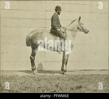 . Trottoir, snaffle et stimuler : une méthode de formation de jeunes chevaux pour la cavalerie, et pour une utilisation générale sous la selle. Les chevaux, l'équitation, les chevaux. L'et de la collection. l'arrière. Le cavalier sera toujours ramener la tête de la position tout droit avec le corps à l'aide des rênes, ne pas permettre au cheval de ce bénévolat. De la même manière, et avec. L'EXERCICE LES PATTES SOUS LE CORPS. le même soin, la tête et le cou est plié à la droite, droite et gauche sida étant interchangeables. Le cavalier devrait de temps à l'effectuer ses pattes de U7ider le corps par la fermeture Banque D'Images