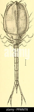 . Cumacea (Sympoda). Cumacea. Cumacea : 8. Platysympodidae, 1. Platysympus 611. Le général Platysympus Platyaspis 1810 Stebbing T. (Platyaspis non pro Platynaspis 1846 Agassiz : Redteubacher 1843 Col.) (Sp. un. : P. typica), G. 0. Dans le sras : Forh. Selsk. Christian., 1869 p. 158 | 1900 P., G. O. Sars. La croûte. La Norvège, c. p. 26 3 | 1905 P. (part.), Caiman dans : Sci. Investir. Le poisson. L'Irlande, 1904 app. 1 p. 42 | 1908 P., Zimmer in : Ergeb. . Tiefsee-Exp ^, ;. 8 p. 159, 170 | 1912 P., Caiman dans : P. U. S. Mus., vAl p. 634 | 1912 Platysynqms Stebbing, T. dans : Ann. S. Afr. Mus., c. 10 v p. 143. Large de la carapace, déprimé, Banque D'Images