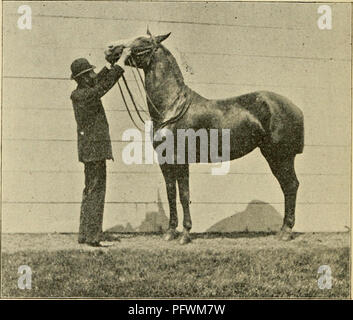 . Trottoir, snaffle et stimuler : une méthode de formation de jeunes chevaux pour la cavalerie, et pour une utilisation générale sous la selle. Les chevaux, l'équitation, les chevaux. 26 Trottoir, Siiaffle, et éperon. formateur devrait inciter le cheval à se soumettre à être conduit avec les étriers laissa échapper à la longueur de l'oreilles, et se balançant contre les côtés, et à supporter le battement de chiffons plus. Une élévation de la tête. toute partie de son corps ou les jambes. Je dois dire ici qu'il est difficile de donner ces leçons quand le cheval s'est ennuyé par des mouches ou d'autres insectes, comme l'animal est susceptible de donner un coup de fouet à l'application de talon ou u Banque D'Images