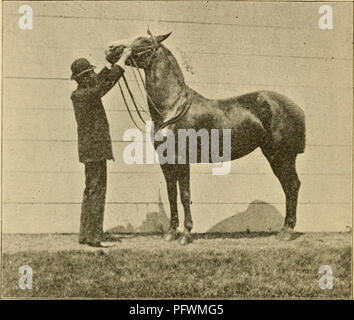 . Trottoir, snaffle et stimuler : une méthode de formation de jeunes chevaux pour la cavalerie, et pour une utilisation générale sous la selle. Horsemanship ; Chevaux ; CHR 1894 ; PRO Pearson, Leonard (ex-libris) (donateur) ; PRO Carpenter (manuscrit). 26 Trottoir, Snajfle, et l'Éperon. formateur devrait inciter le cheval à se soumettre à être conduit avec les étriers laissa échapper à la longueur de l'oreilles, et se balançant contre les côtés, et à supporter le battement de chiffons plus. Une élévation de la tête. toute partie de son corps ou les jambes. Je dois dire ici qu'il est difficile de donner ces leçons quand le cheval est gêné par les mouches ou autres insec Banque D'Images
