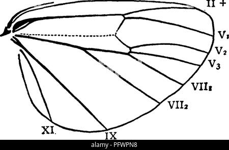 Ce manuel, rédigé par John Henry et Anna Botsford Comstock, sert de guide complet pour l'étude des insectes, couvrant l'identification, la classification et les caractéristiques biologiques de diverses espèces. Il demeure une ressource essentielle pour les entomologistes et les biologistes. Banque D'Images