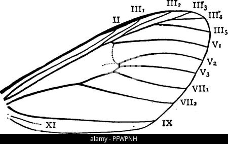 Ce manuel sert de guide pour l'étude des insectes, détaillant diverses espèces, y compris la teigne du pied-de-terre baguée, ses caractéristiques physiques, ses habitats et sa répartition dans les États de l'Atlantique, de New York au Texas. Il comprend des illustrations pour faciliter l'identification des espèces. Banque D'Images