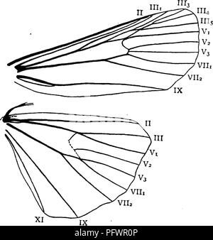Ce manuel d'étude des insectes fournit des descriptions détaillées de la famille des Noctuides, en se concentrant sur la structure de leurs antennes et la ventilation de leurs ailes. Le texte sert de guide à la morphologie des insectes, avec des représentations visuelles de différents types d'ailes et caractéristiques. L'étude des Noctuidés est essentielle pour comprendre les mites nocturnes et leurs traits physiologiques. Banque D'Images